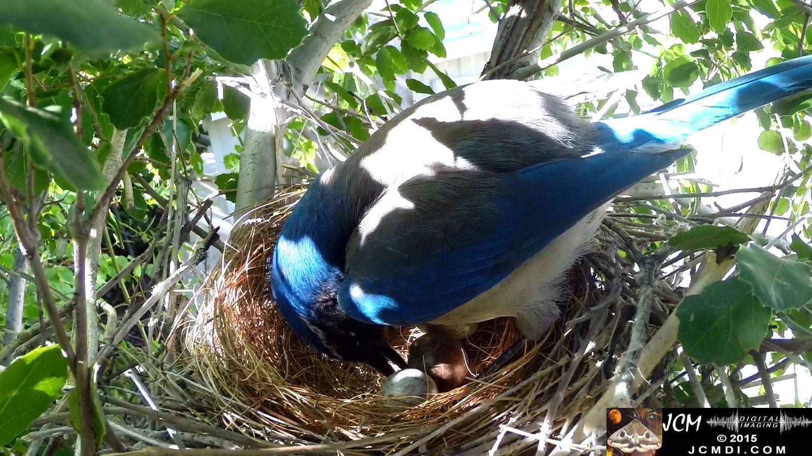 Scrub jay Female standing adjusting eggs santa clarita jcmdi.com